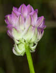 Purple milkwort